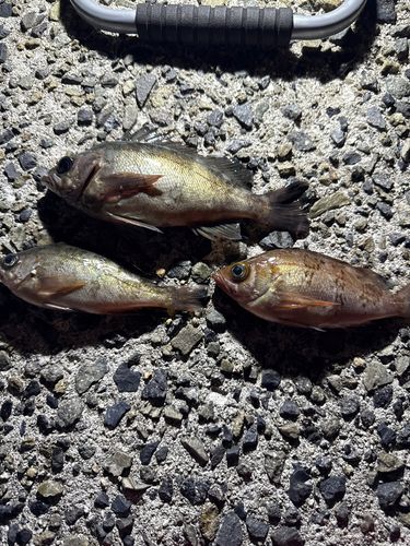 クロメバルの釣果