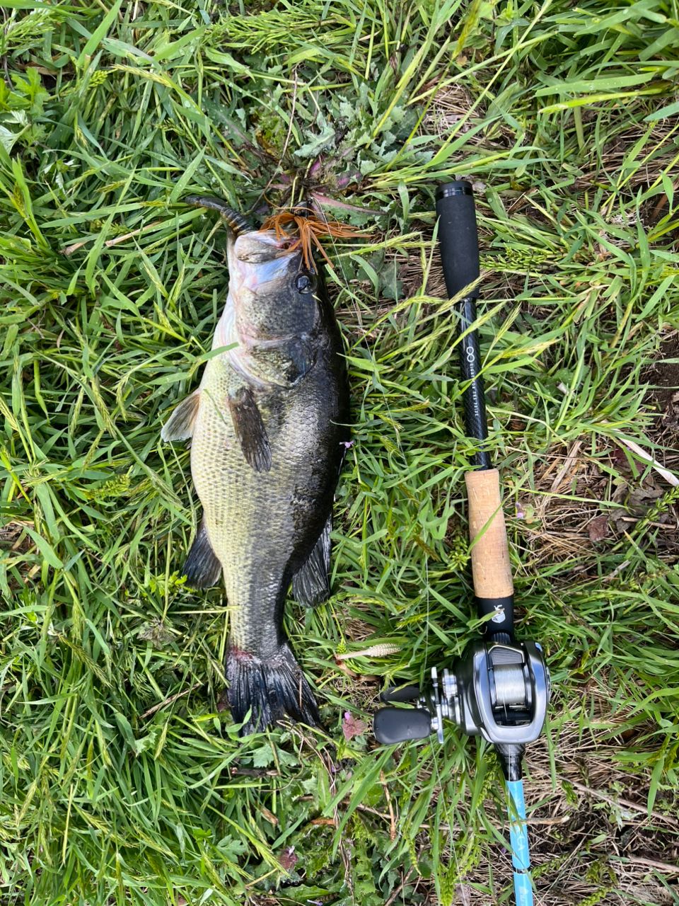 ラージマウスバス