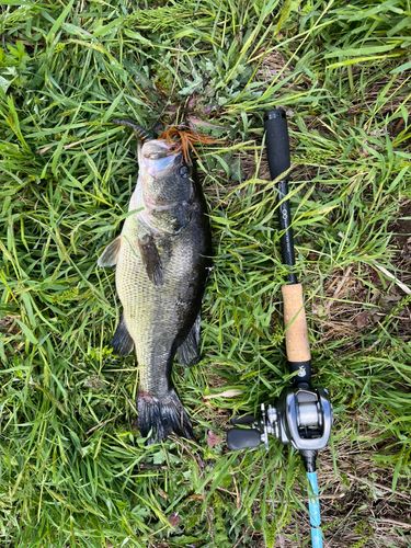 ラージマウスバスの釣果