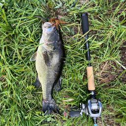 ラージマウスバス