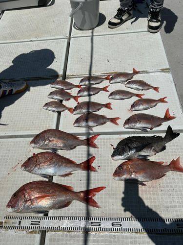 タイの釣果