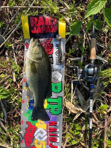 ラージマウスバスの釣果