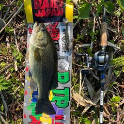 ラージマウスバス