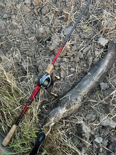 マナマズの釣果