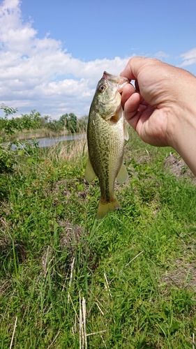 ブラックバスの釣果