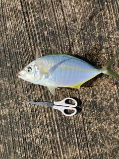 シマアジの釣果