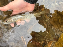 イワナの釣果