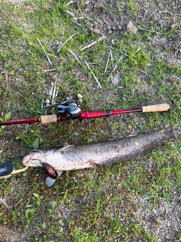 マナマズの釣果