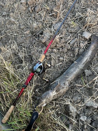 マナマズの釣果