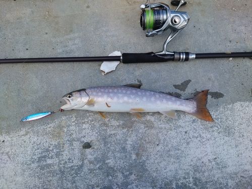 アメマスの釣果