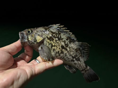 クロソイの釣果
