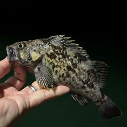 クロソイ