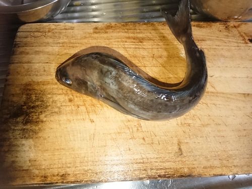 ホッケの釣果