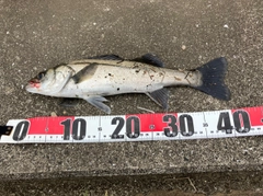 セイゴ（マルスズキ）の釣果