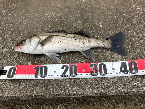 セイゴ（マルスズキ）の釣果