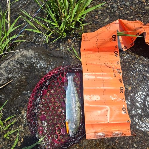 ニジマスの釣果