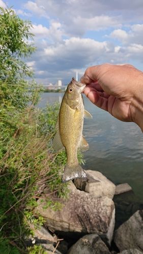 スモールマウスバスの釣果
