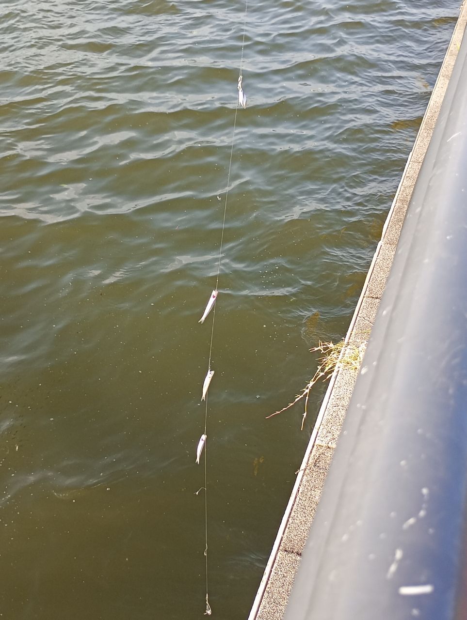 カタクチイワシ