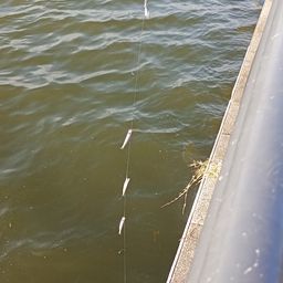 カタクチイワシ