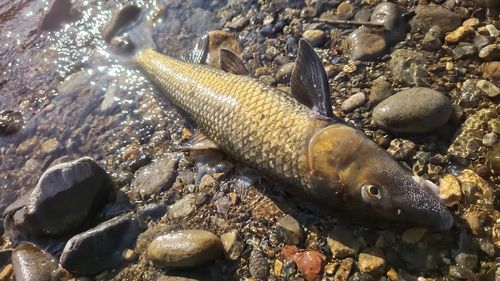 ニゴイの釣果