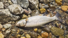 ウグイの釣果