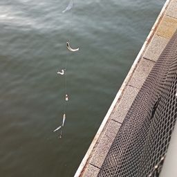 カタクチイワシ