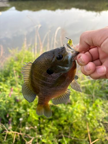 ブルーギルの釣果
