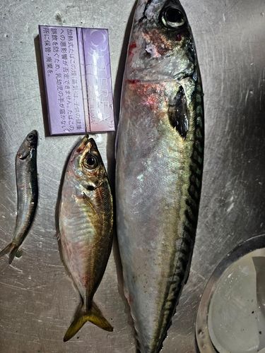 サバの釣果