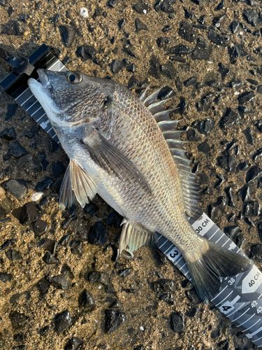 チヌの釣果