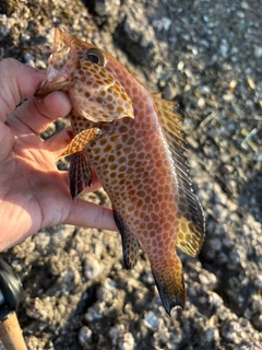 オオモンハタの釣果