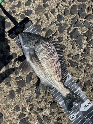 チヌの釣果