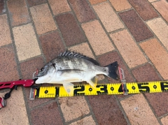 キビレの釣果
