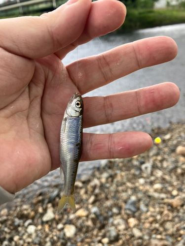 オイカワの釣果