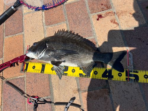チヌの釣果