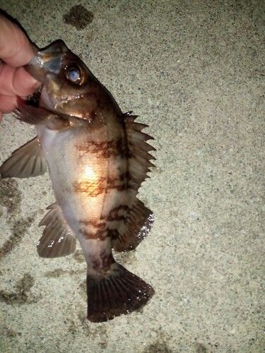 メバルの釣果