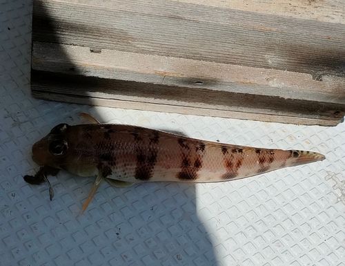 トラハゼの釣果