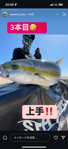 ヒラマサの釣果