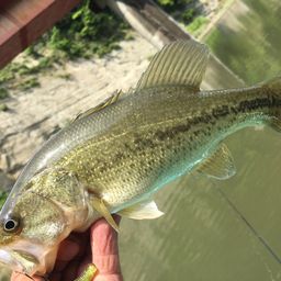 ラージマウスバス