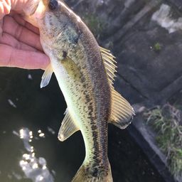 ラージマウスバス