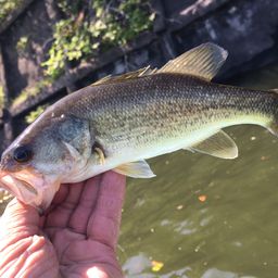 ラージマウスバス