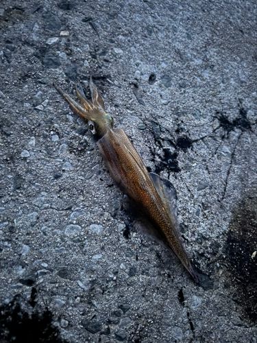 ヤリイカの釣果