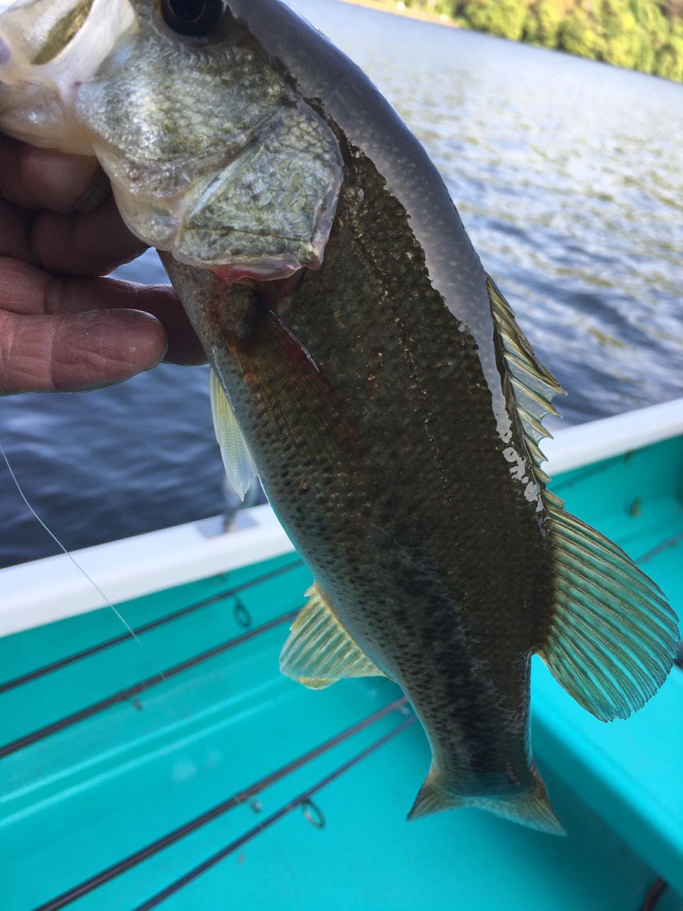 ラージマウスバス