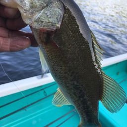 ラージマウスバス