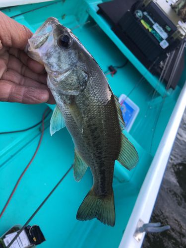 ラージマウスバスの釣果