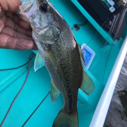 ラージマウスバス