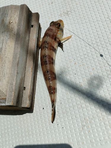 トラハゼの釣果