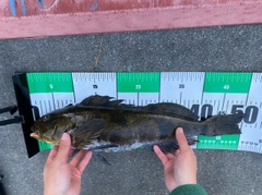 アイナメの釣果