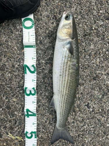 ボラの釣果