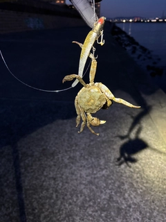 カニの釣果