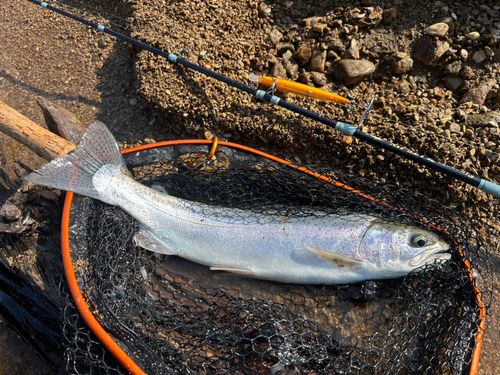 ニジマスの釣果